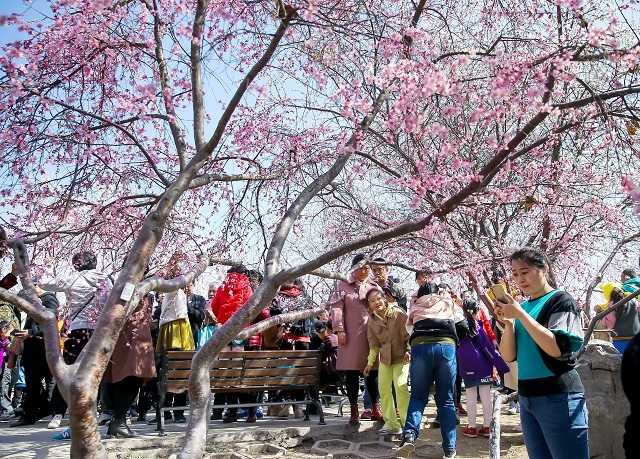 津云app 天津 今日,第29届天津运河桃花文化商贸旅游节拉开幕,多种