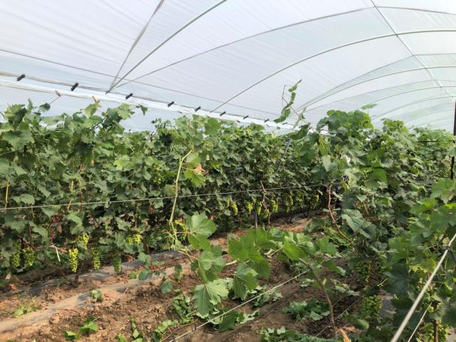 奋斗百年路 启航新征程丨牢记初心使命 争取更大光荣：甜蜜来袭！这个农场的葡萄成“精”了……
