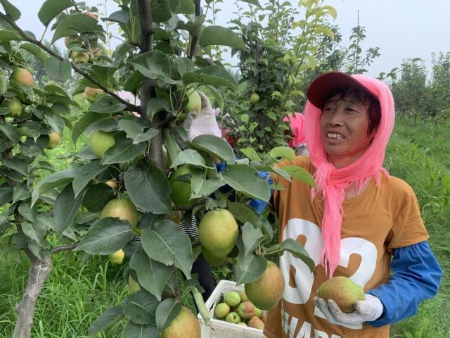 你尝到秋天的第一茬梨了吗?来这里……