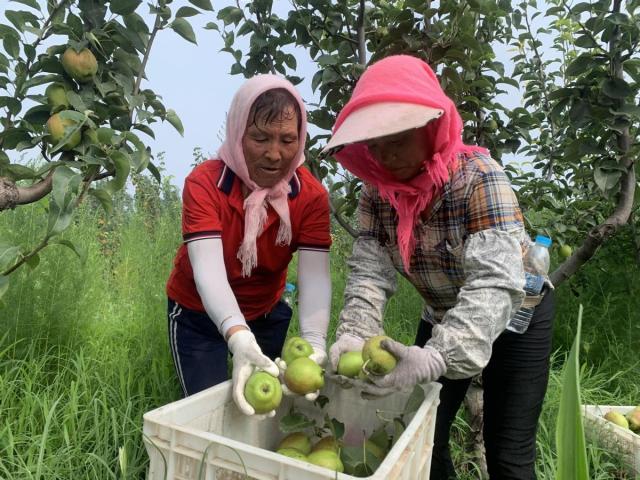 你尝到秋天的第一茬梨了吗?来这里……