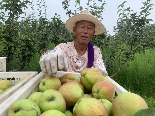 你尝到秋天的第一茬梨了吗?来这里……