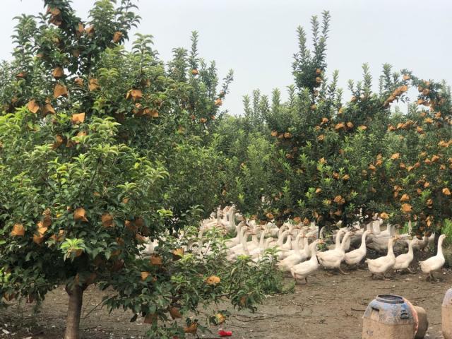 牢记初心使命 争取更大光荣丨2000只土鹅!在苹果园里撒欢儿