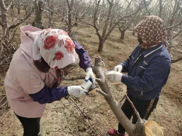 静海榜样丨中秋王、瑞雪、红色之爱、维纳斯黄金……这个女人的果园里,上演苹果开会