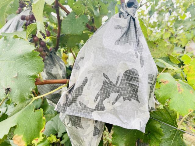 问到何时葡萄先熟透？你已无需再静候，丰收月份来这里……
