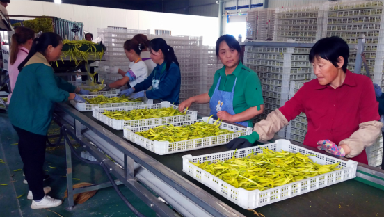 静海融媒记者在镇原｜静海持续助力！这里500亩金花浸染，满山尽带黄金甲
