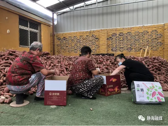 错过了秋天的第一杯奶茶？你可知道，秋天的第一口红薯在港里