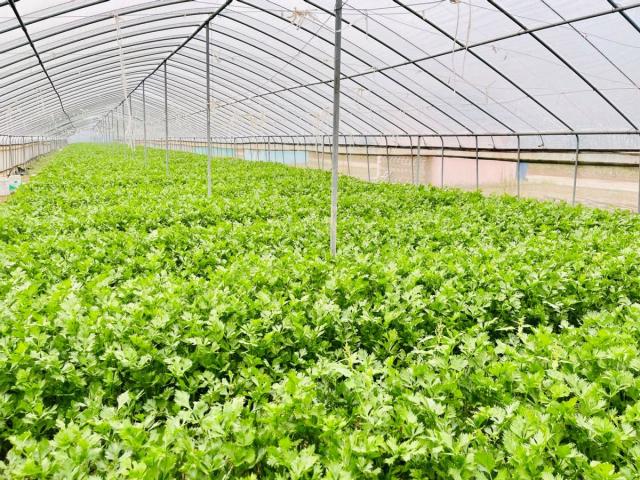 牢记初心使命 争取更大光荣丨撸起袖子加油干，农民生活芝麻开花节节高