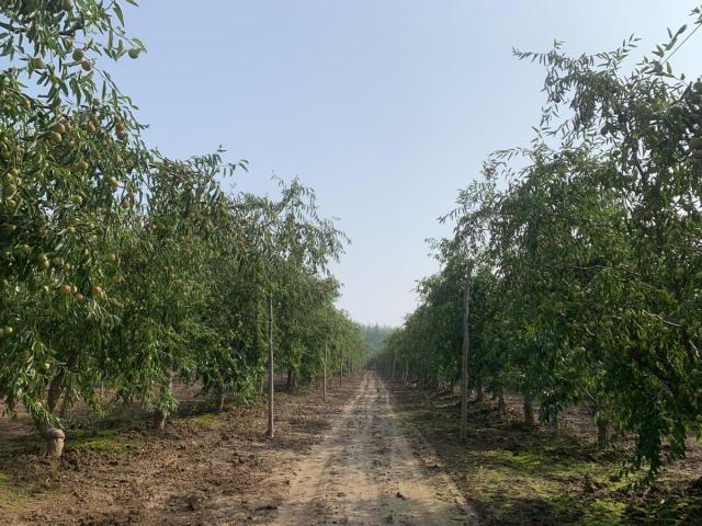牢记初心使命 争取更大光荣丨一口嘎嘣脆的甜蜜，这里的冬枣好吃到根本停不下来