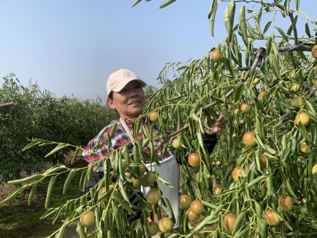 牢记初心使命 争取更大光荣丨一口嘎嘣脆的甜蜜，这里的冬枣好吃到根本停不下来