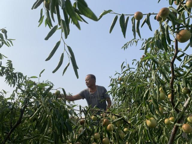 牢记初心使命 争取更大光荣丨一口嘎嘣脆的甜蜜，这里的冬枣好吃到根本停不下来