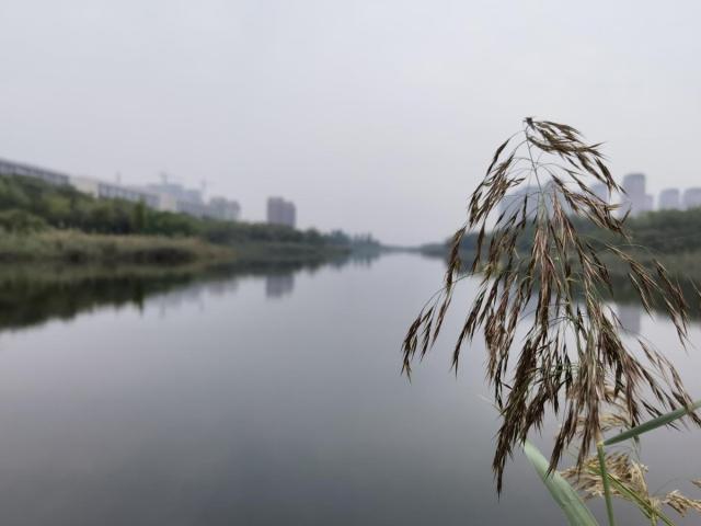 创文创卫进行时｜“岸绿景美”上新！河（湖）长制铺展静海生态画卷