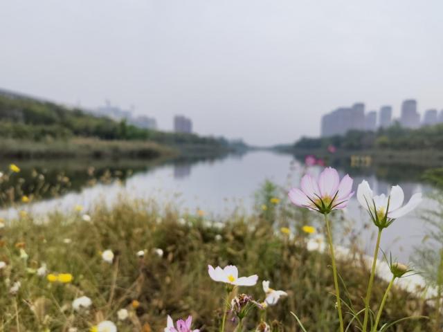 创文创卫进行时｜“岸绿景美”上新！河（湖）长制铺展静海生态画卷