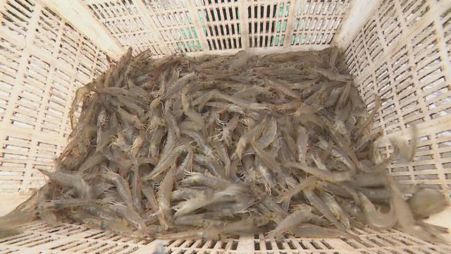 新思想引领新征程时代答卷丨新奇新奇真新奇！对虾养在大棚里