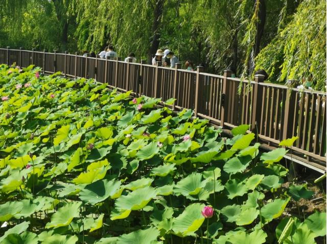 奋进新征程 建功新时代丨“沉浸式”学习!感受以“莲”倡“廉”新体验