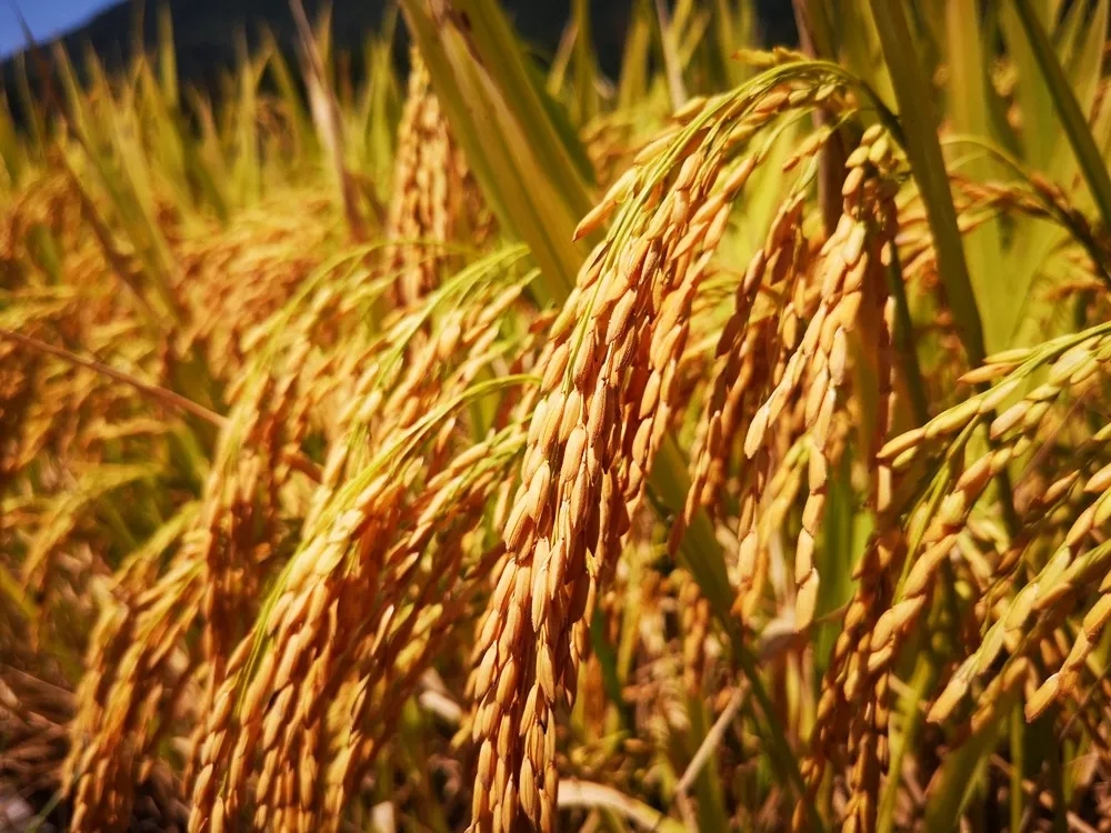 9月5日,安徽黟县柯村的稻子成熟了,黄灿灿的稻穗压弯了穗苗