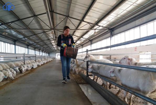 天津农业援疆千里送甘霖 助推和田肉羊产业升级发展
