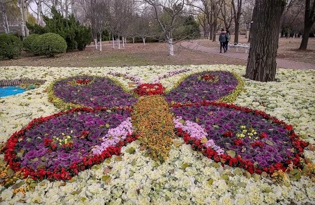 津云app 天津 进入冬季之后,本市主干道和公园内冬季耐寒花卉造景为