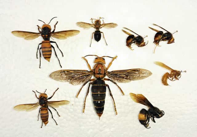 昆虫专家发现"超级"大黄蜂