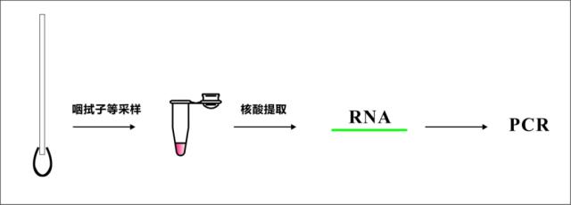 核酸检测原理图图片