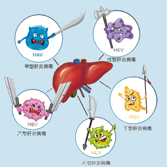 【知识】公众病毒性肝炎防治科普知识(一)